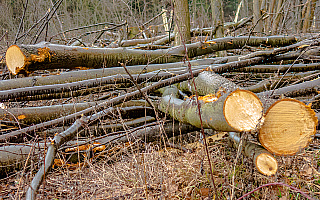 Wycinka lasu na olsztyńskim Pieczewie. Leśnicy tłumaczą: prosili o to mieszkańcy